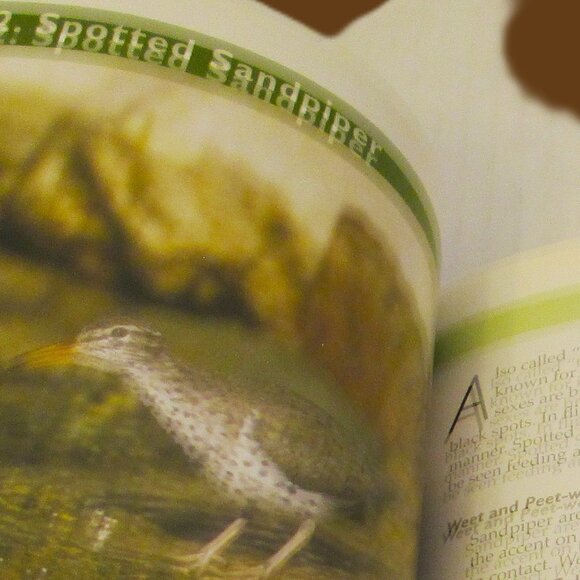 NWOT Know Your Bird Sounds Book Volume 2  Lang Elliott Audio CD Vol 2 - Picture 10 of 14